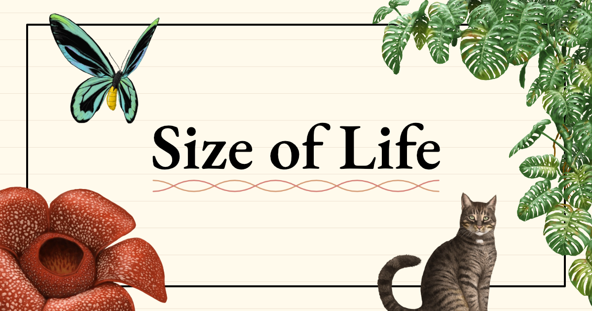 Size of Life; From an amoeba to a blue whale