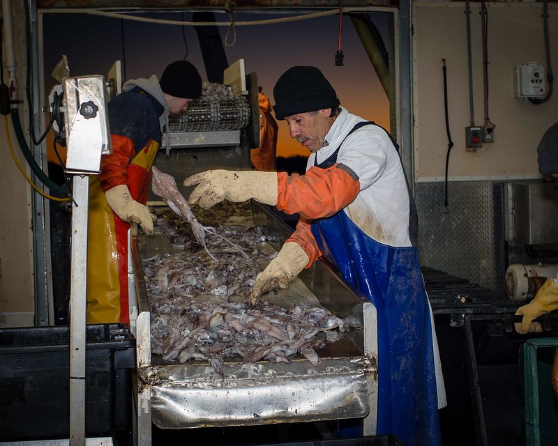 Grading squid in New Bedford Ma.