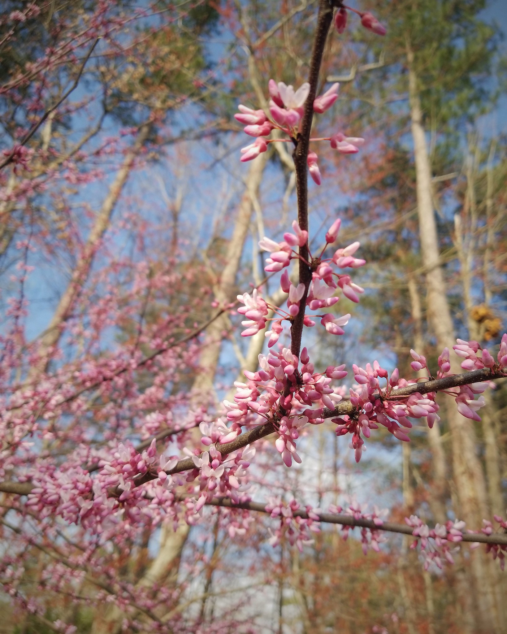 spring is coming