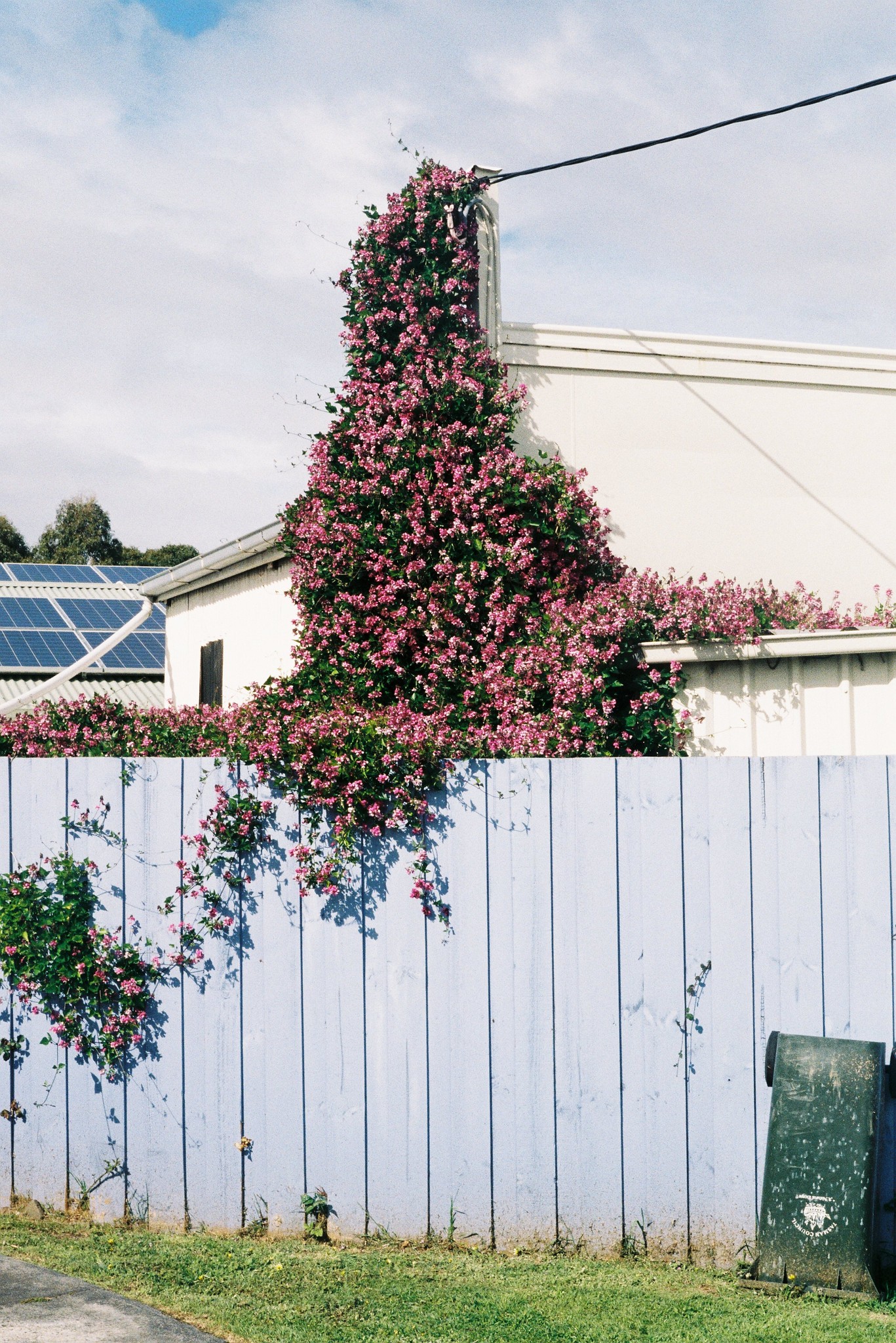 Flowers clinging to the side of a building and spilling over a fence